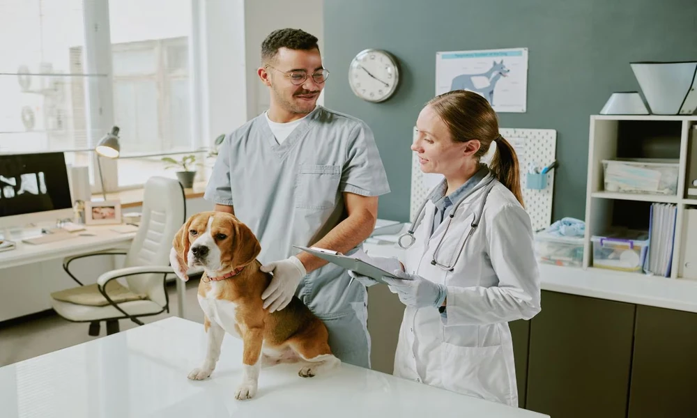 The Role Of Animal Hospitals In Monitoring Chronic Conditions